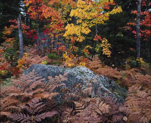 Ferns and Maples, Baxter State Park, ME (MF).jpg Ferns and Maples, Baxter State Park, ME (MF).jpg